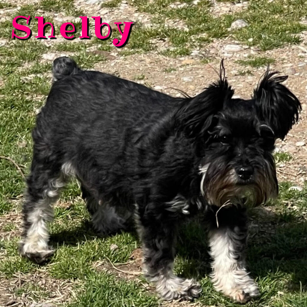 Shelby - Black and Silver Female