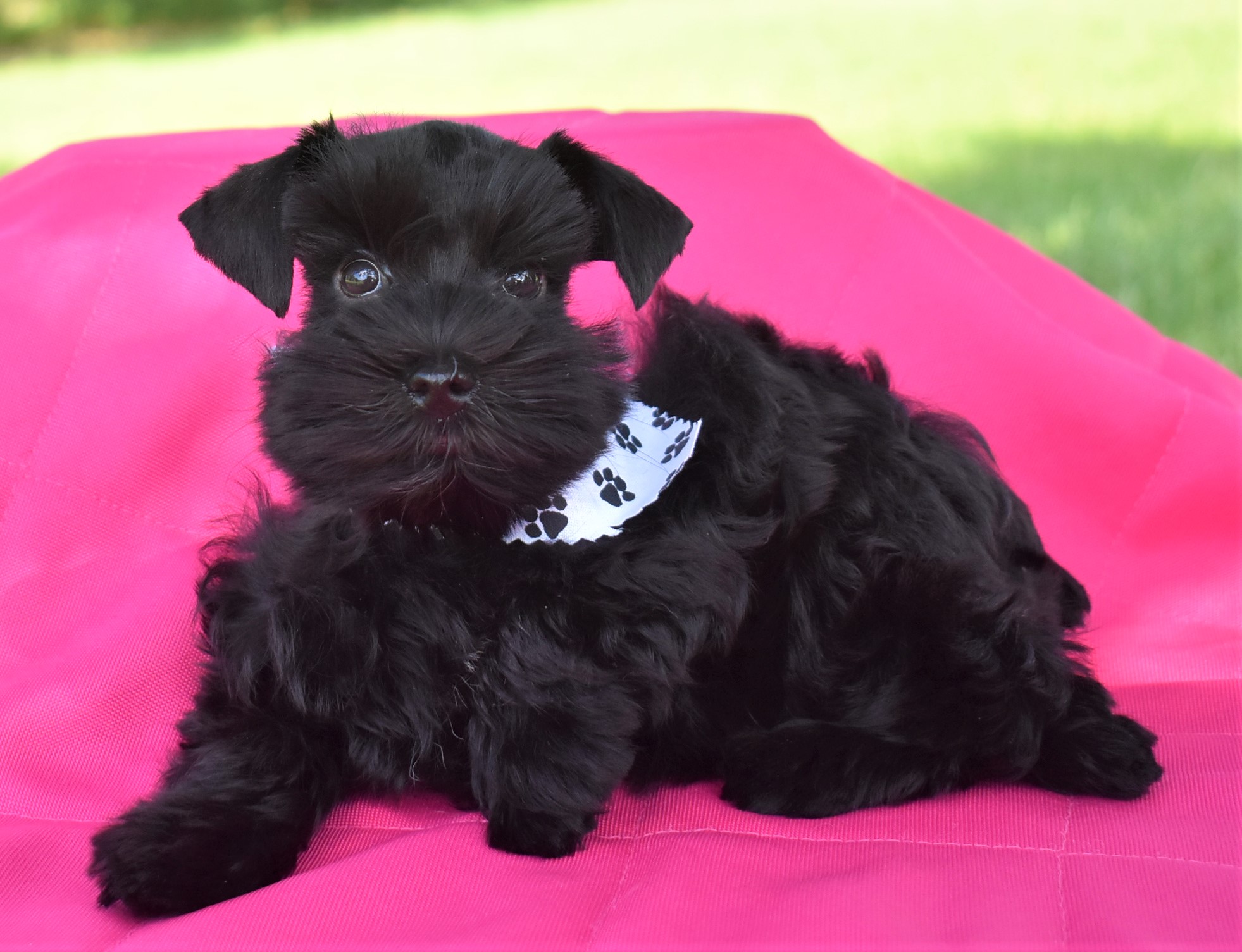 Lonestar farms miniature sales schnauzers