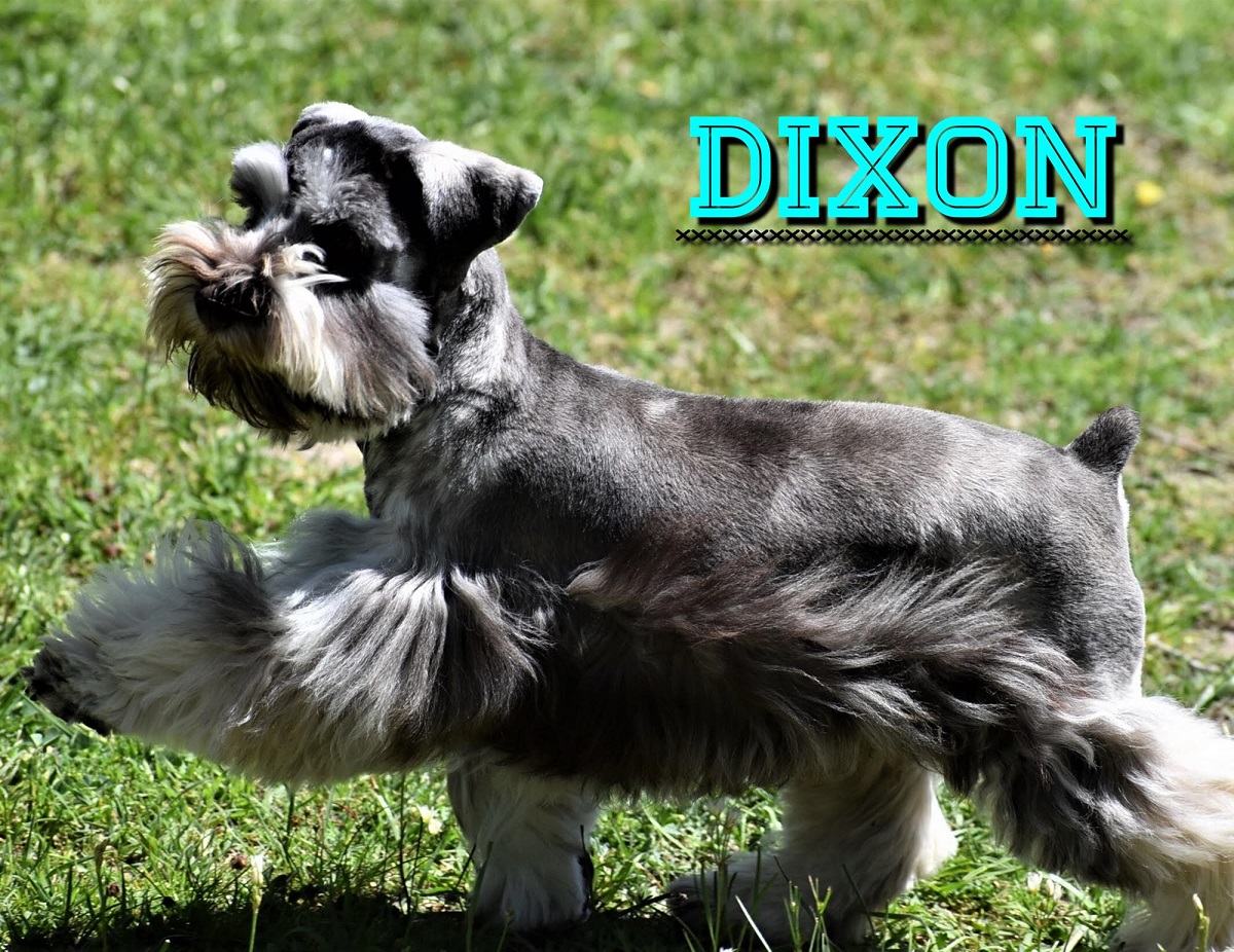 Dixon — Lonestar Farms Liver Pepper Parti Roan schnauzer