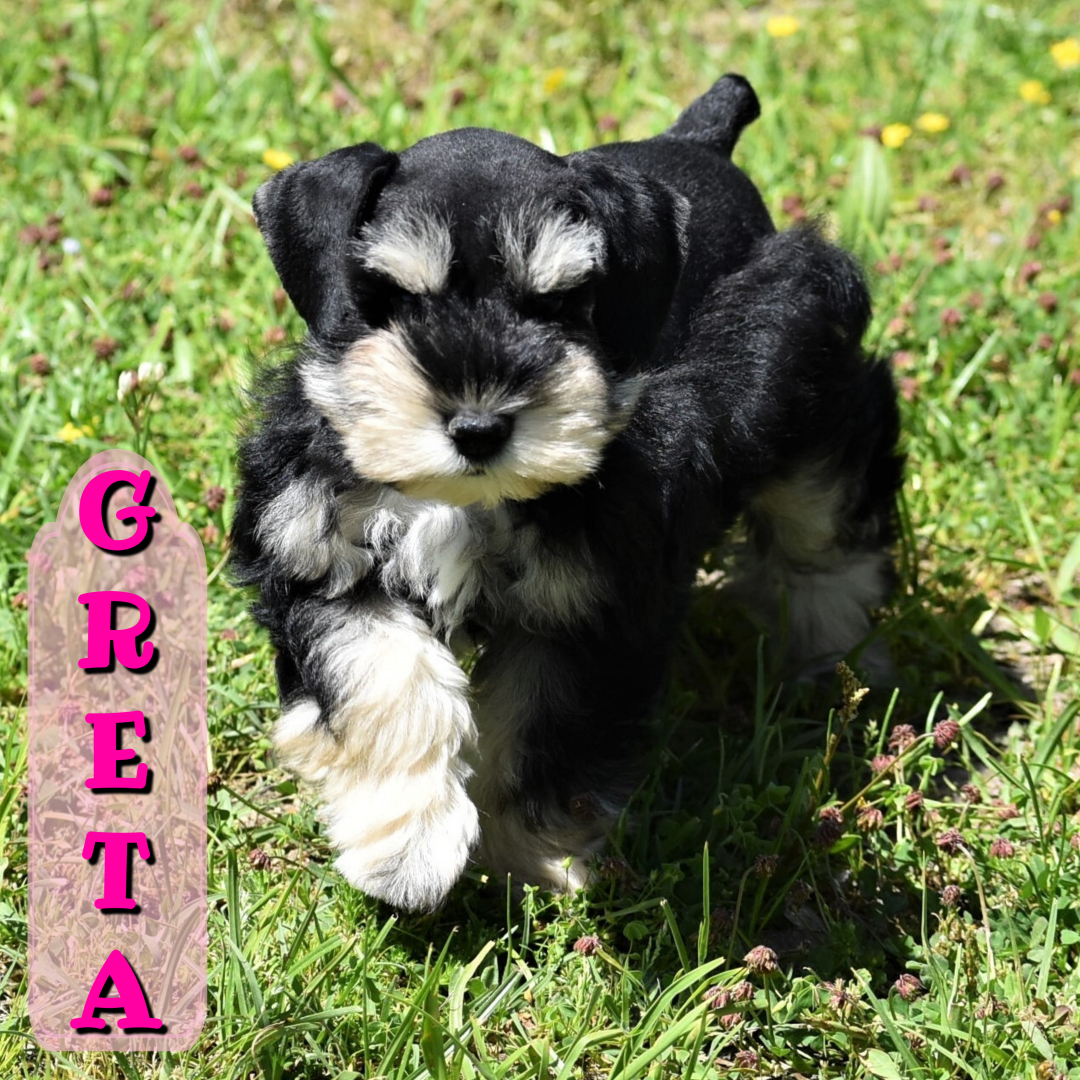 Greta — Lonestar Farms Black & Silver schnauzer