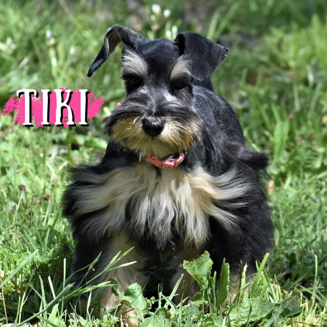 Tiki — Lonestar Farms Black & Silver schnauzer