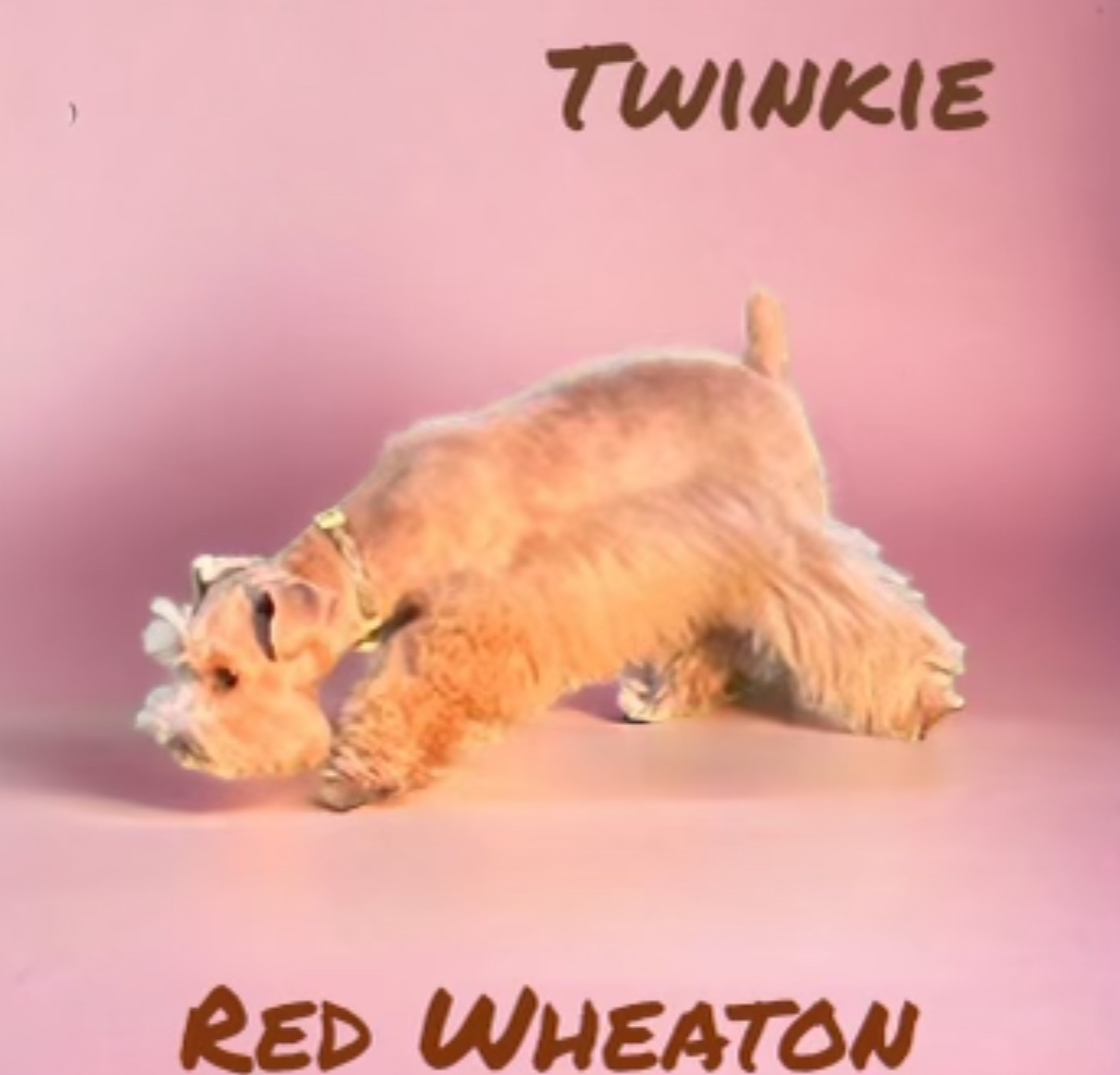 Twinkie — Lonestar Farms Red Wheaton schnauzer