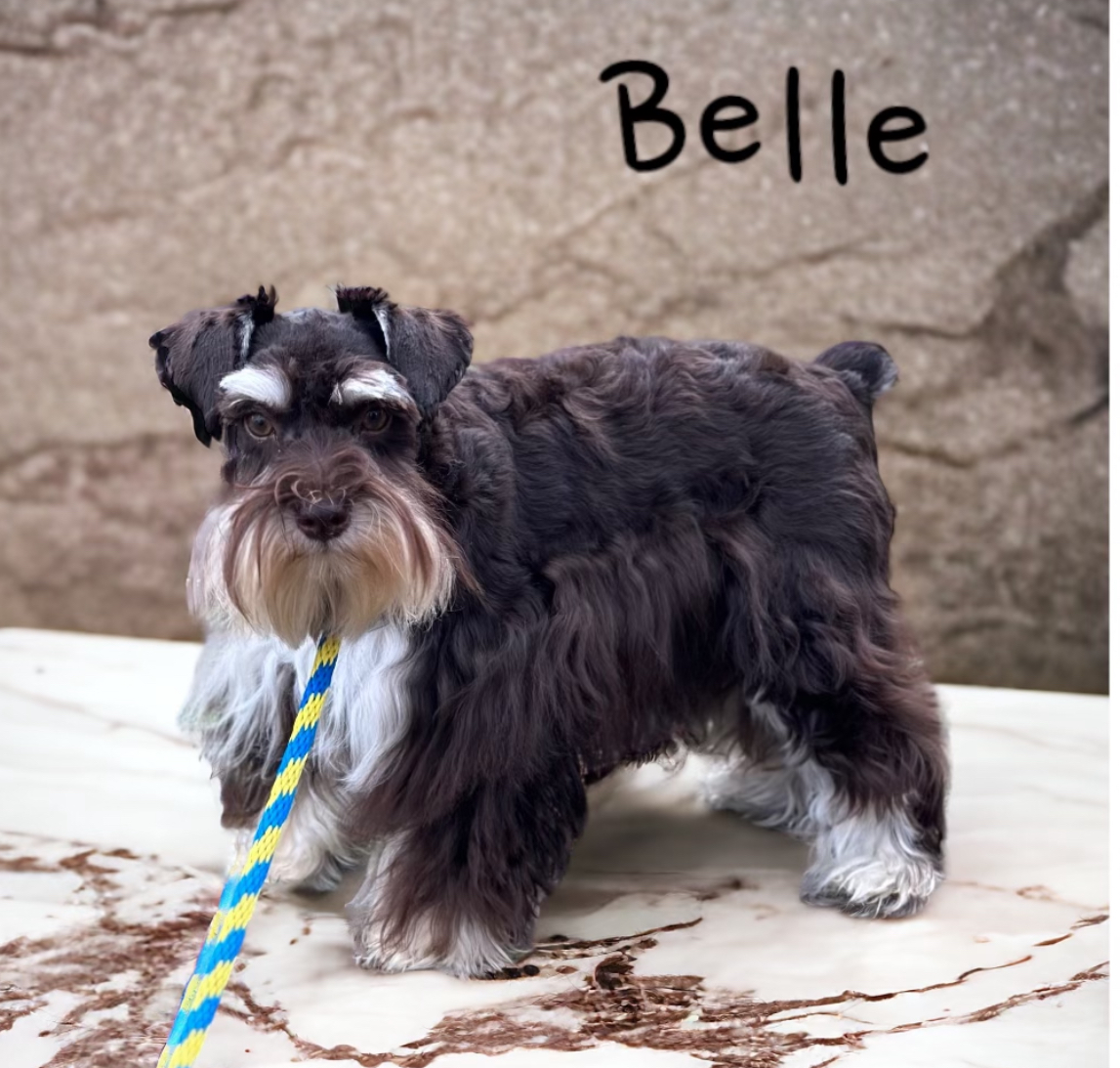 Belle — Lonestar Farms Liver Tan schnauzer