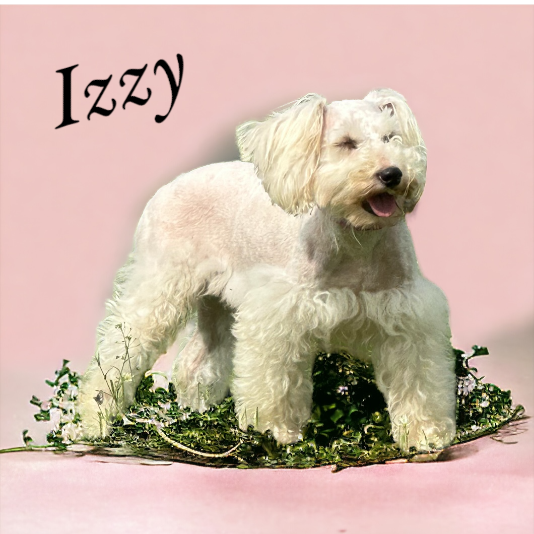 Izzy — Lonestar Farms White schnauzer
