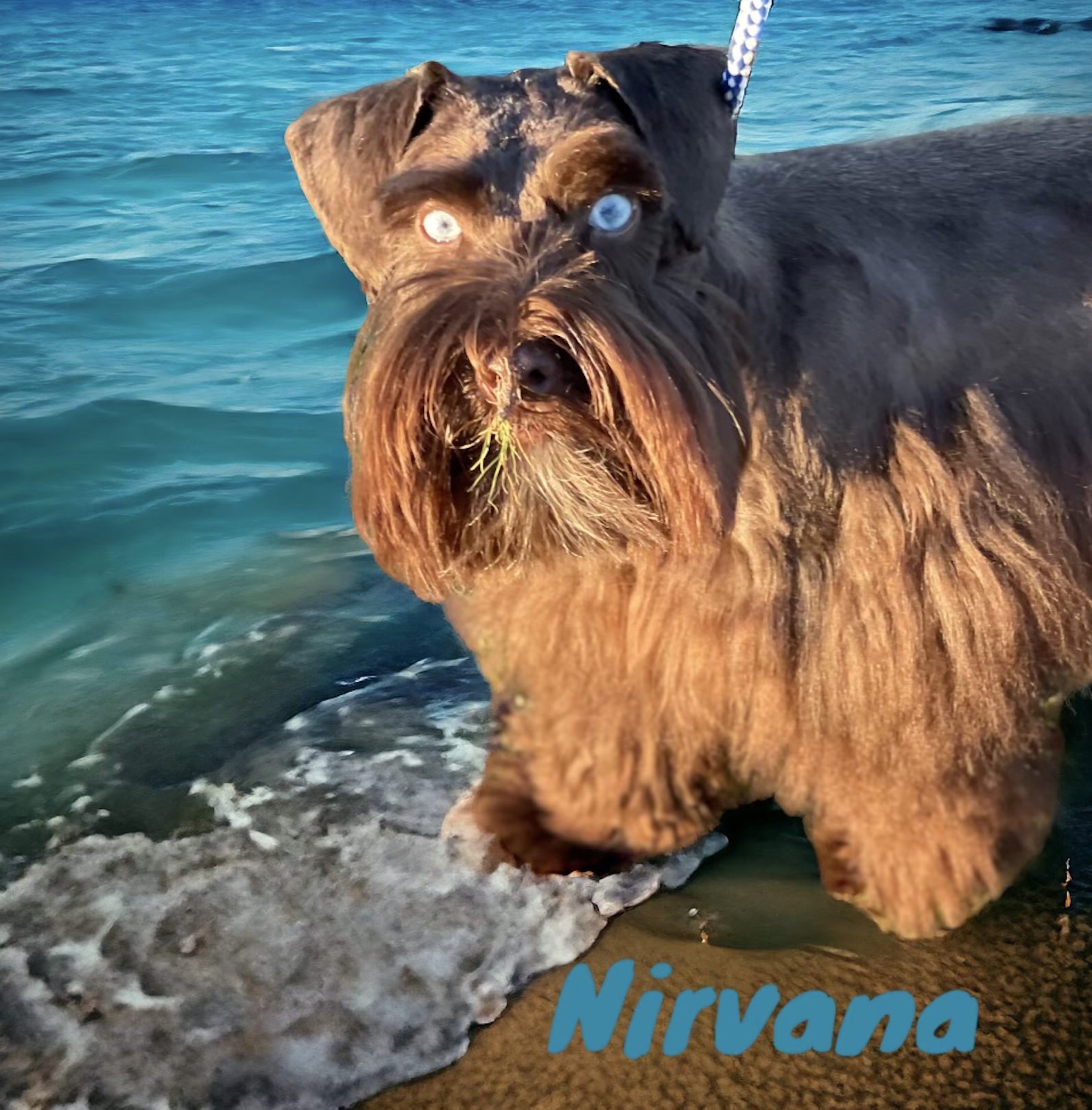 Nirvana — Lonestar Farms Liver with Double Blue Eyes schnauzer