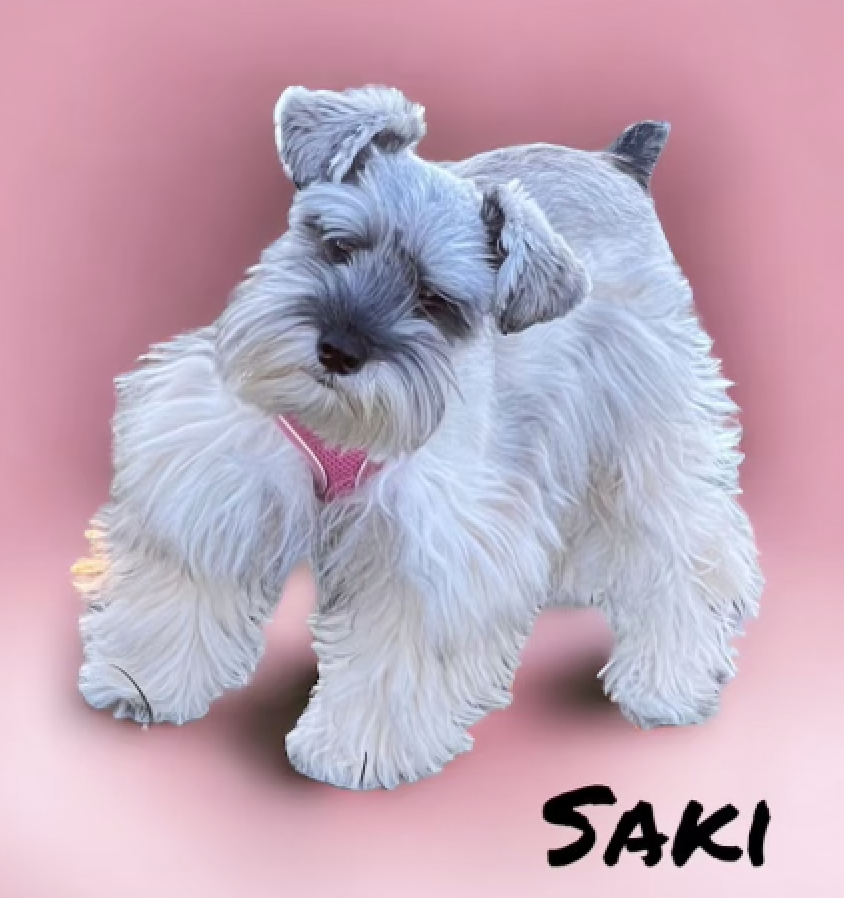 Saki — Lonestar Farms Salt & Pepper schnauzer