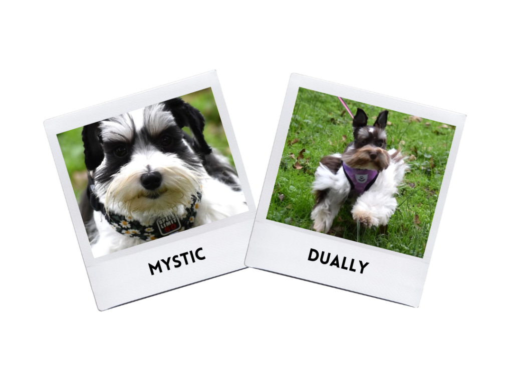 Mystic & Dually Puppies 5/26/24.