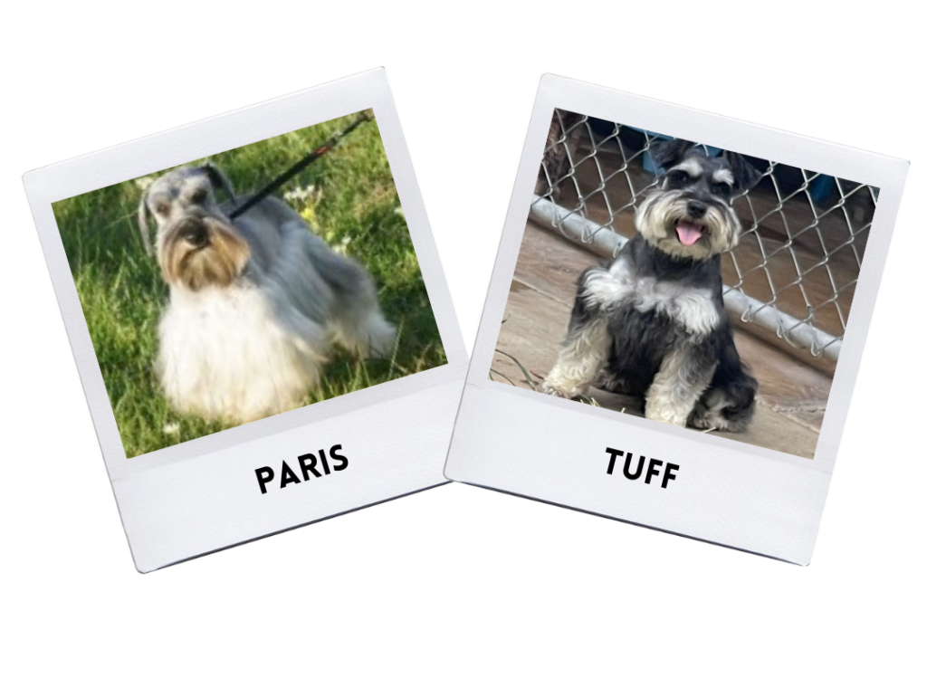 Paris & Tuff Puppies 6/12/24.