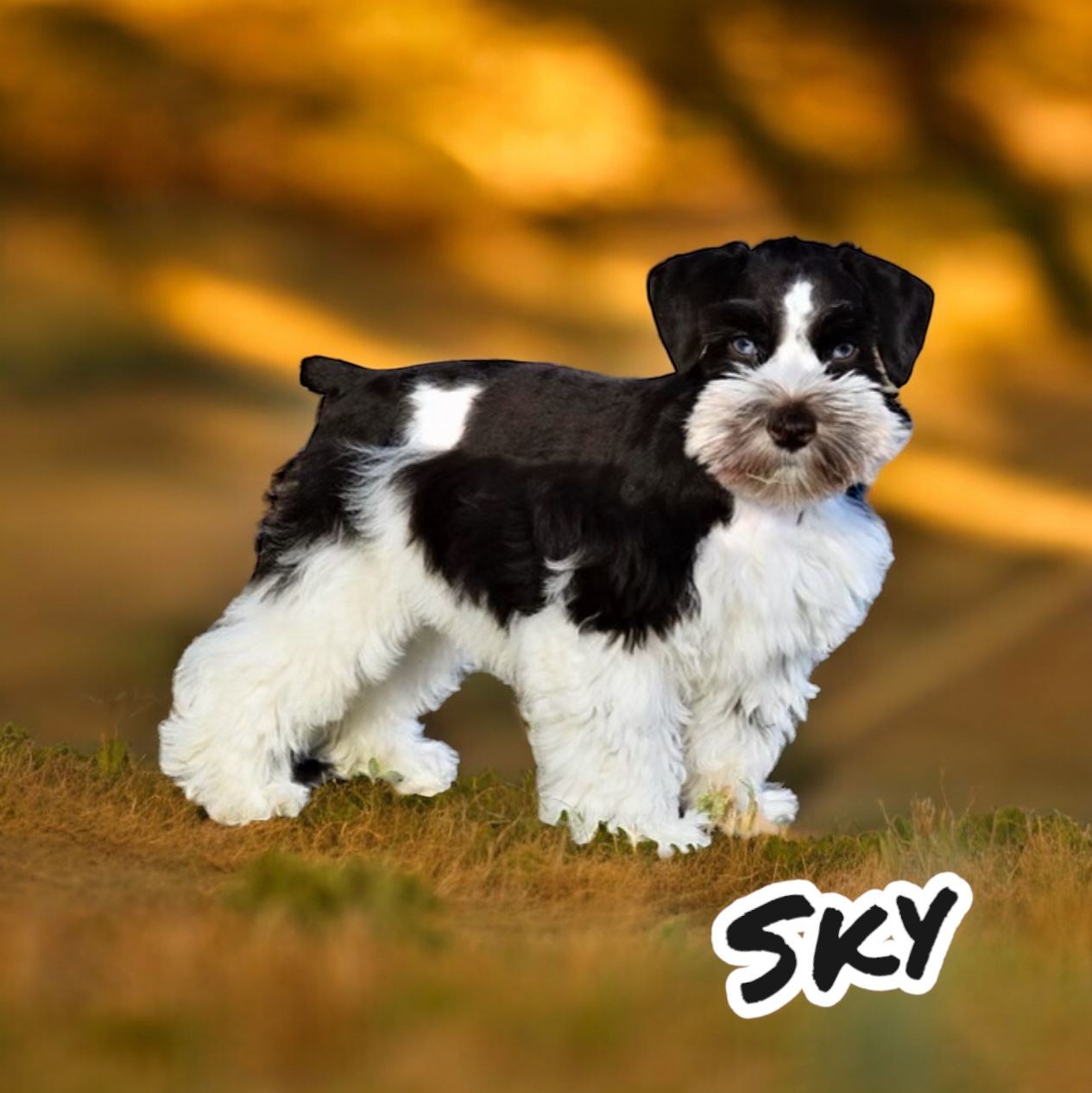 Sky — Lonestar Farms Liver Parti schnauzer