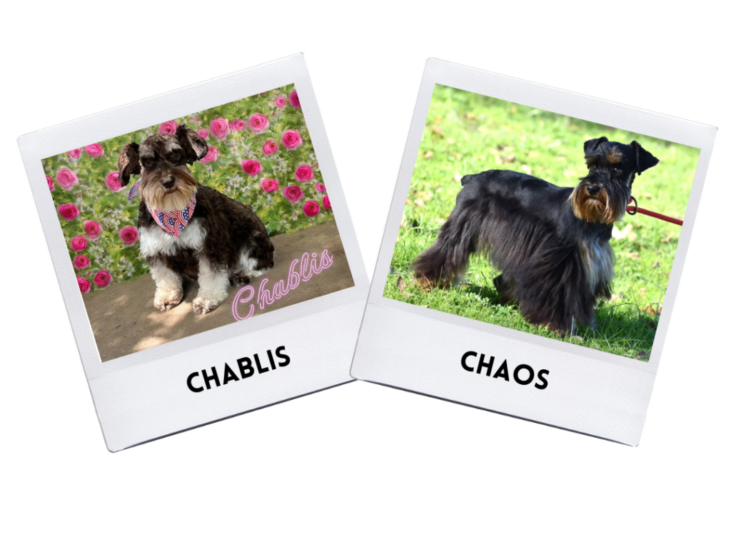 Chablis & Chaos Puppies 6/25/24.