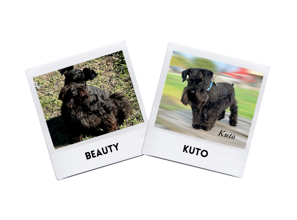 Beauty & Kuto Puppies 8/15/24.