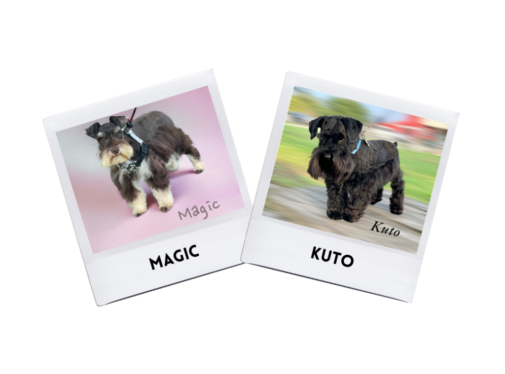 Magic & Kuto Puppies 8/4/24.