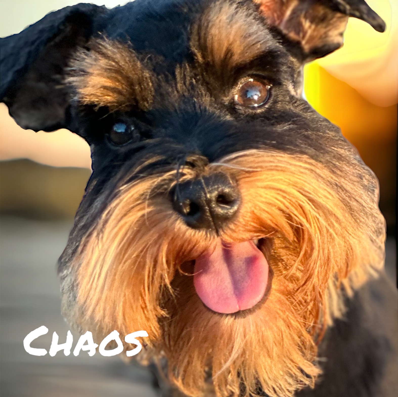 Chaos — Lonestar Farms Black with Red Markings schnauzer