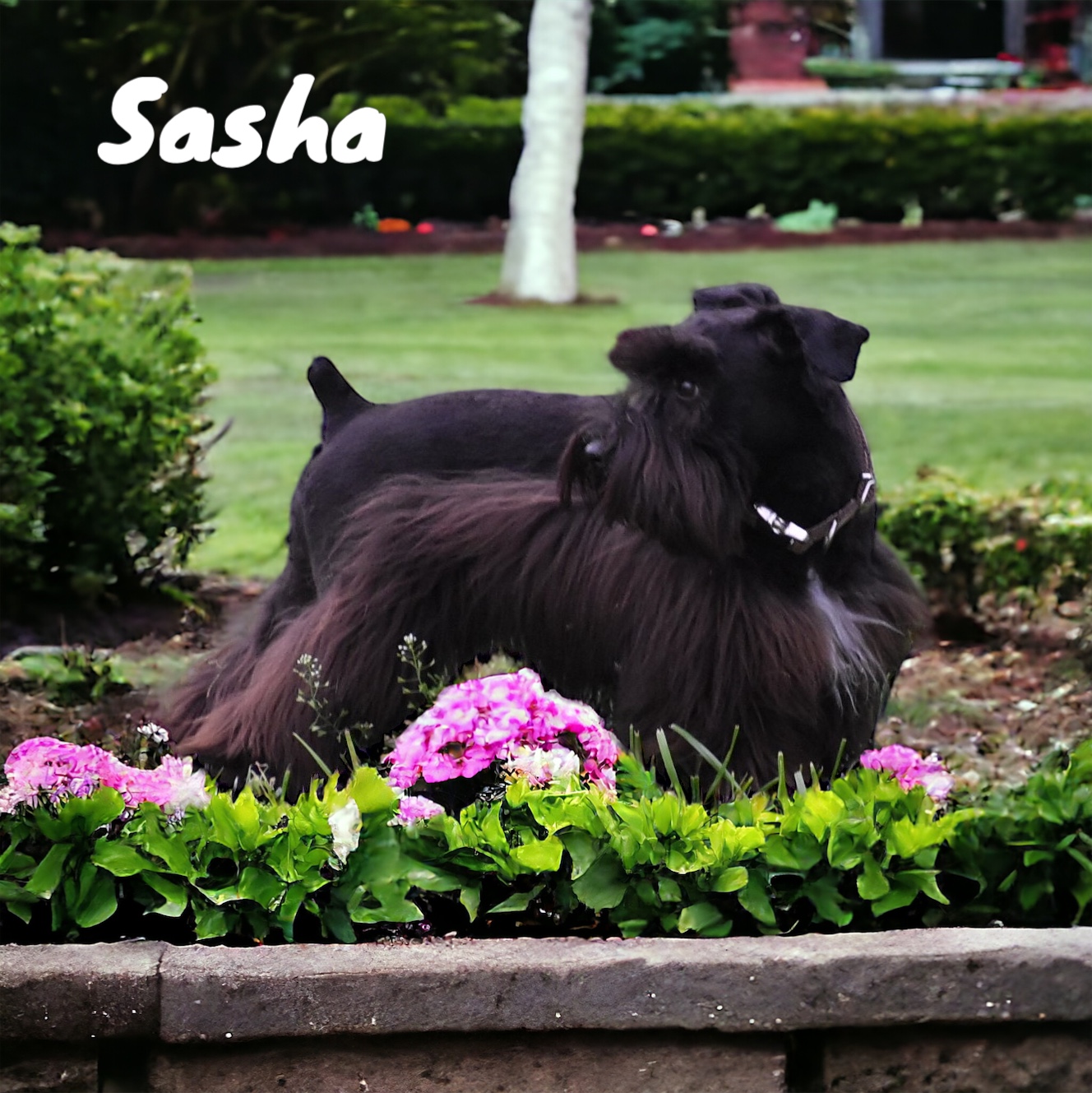 Sasha — Lonestar Farms Black schnauzer