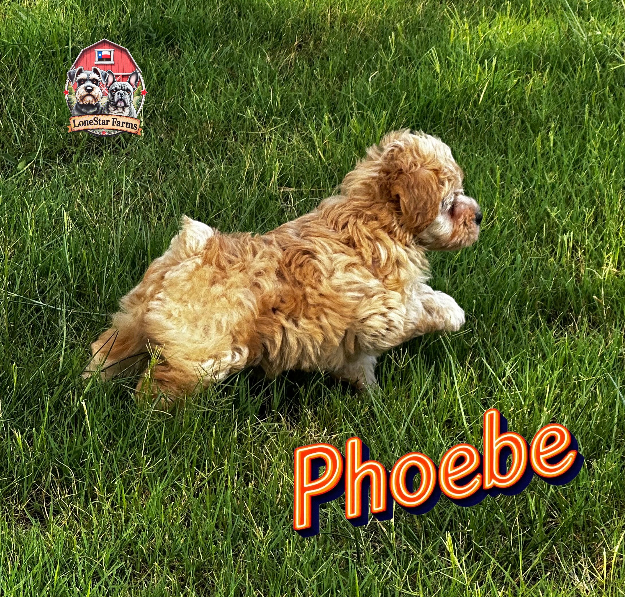 Phoebe — Lonestar Farms Red Wheaton schnauzer
