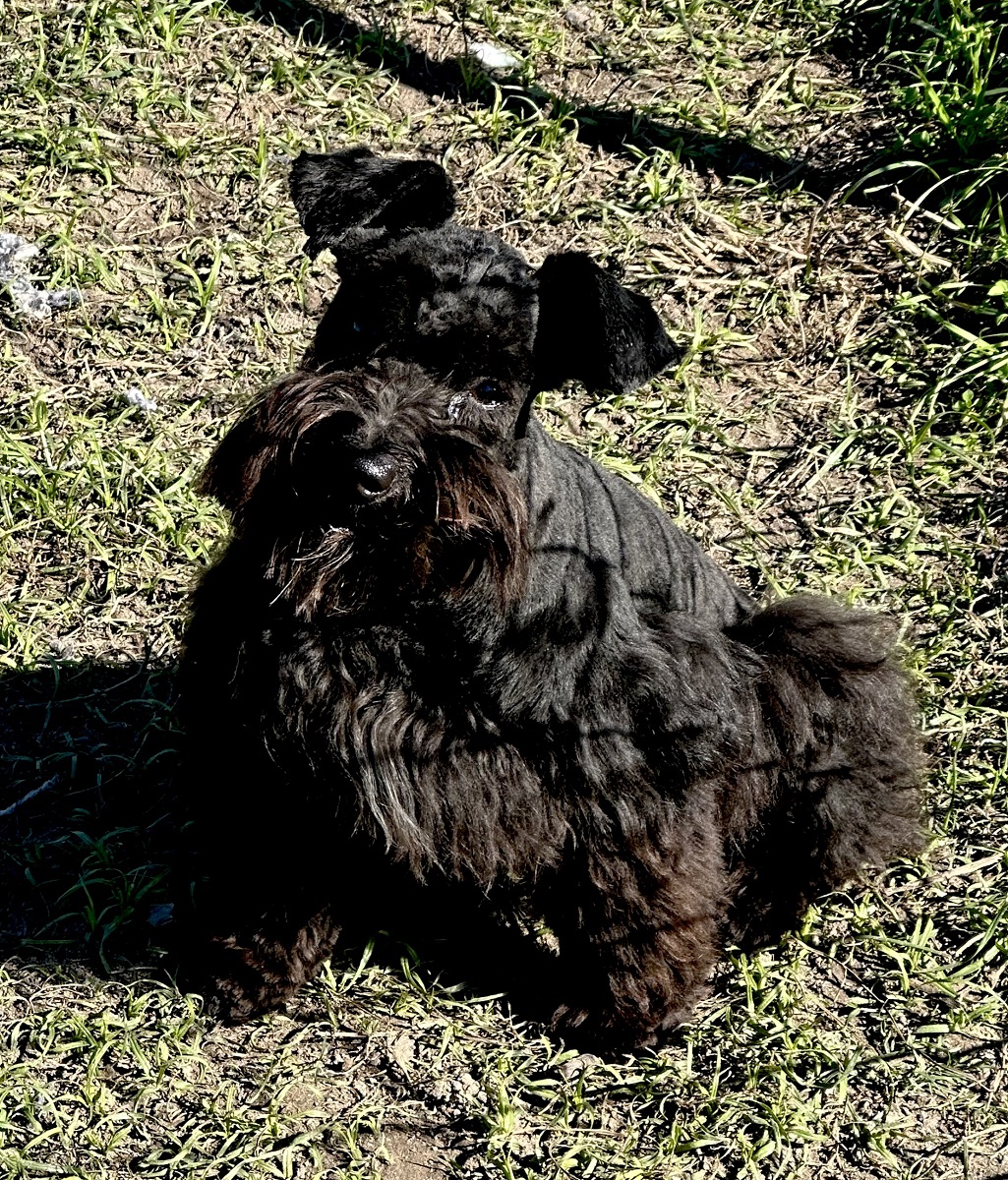 Beauty — Lonestar Farms Black schnauzer