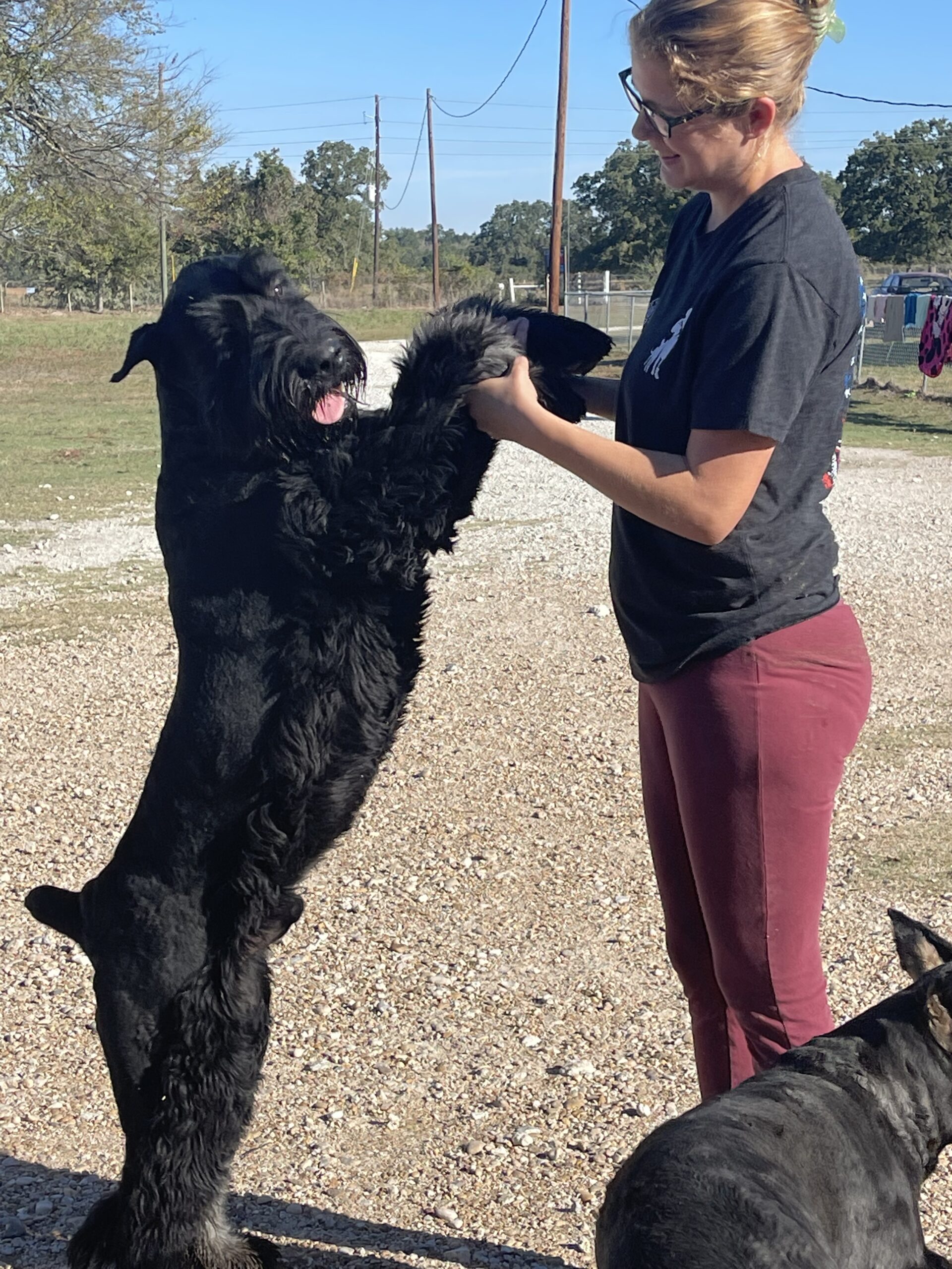 Karma — Lonestar Farms Salt & Pepper schnauzer
