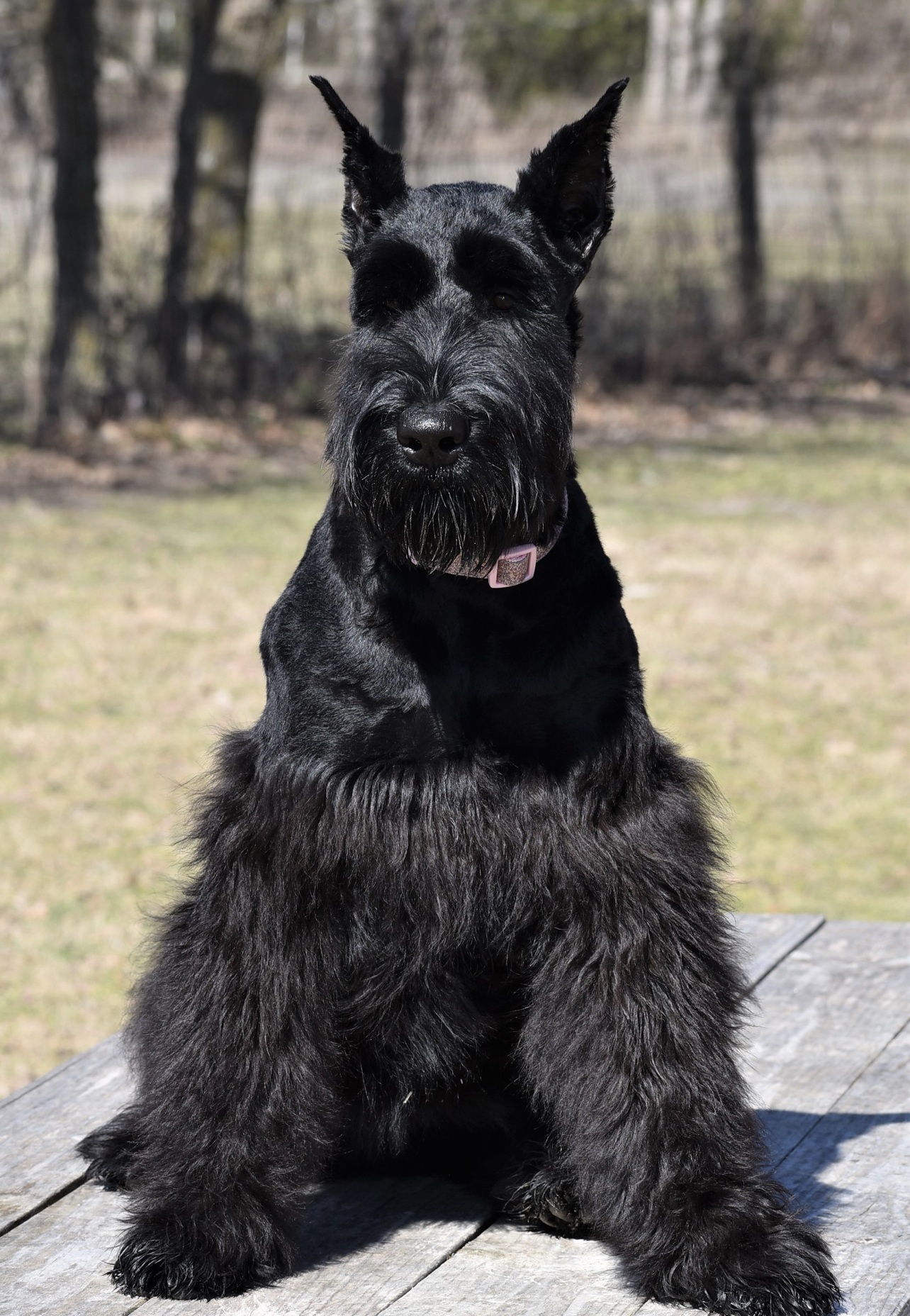 Khloe — Lonestar Farms Black schnauzer