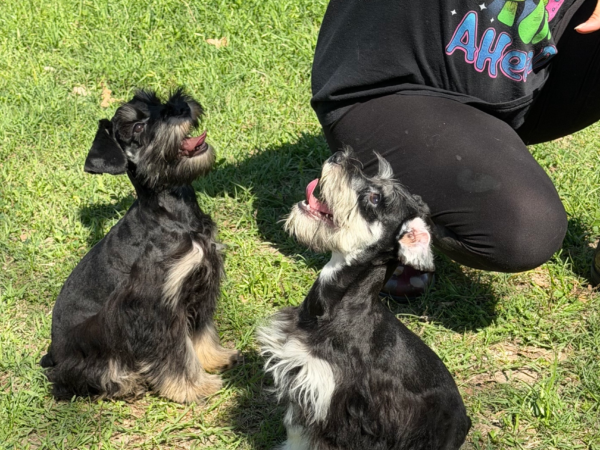 Heidi and Hero schnauzer puppies