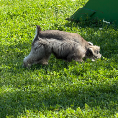 Male schnauzer puppy from Lonestar Farms