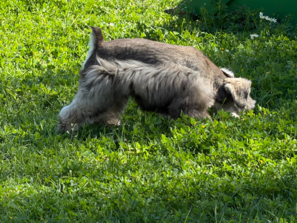 Buttercup and Dually schnauzer puppies