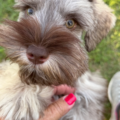 Male schnauzer puppy from Lonestar Farms