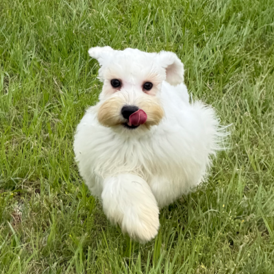 White mega coated female with black nose — photo 1