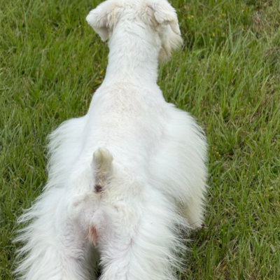 White mega coated female with black nose — photo 2