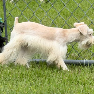 Wheaton male