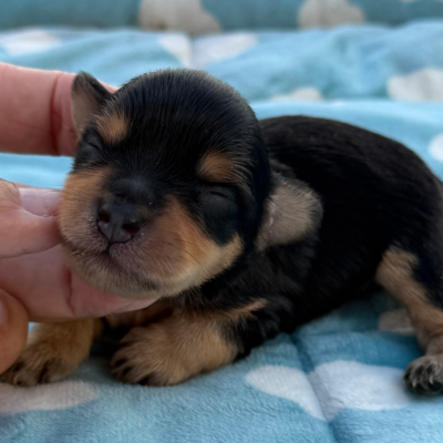 Male schnauzer puppy from Lonestar Farms