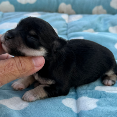 Male schnauzer puppy from Lonestar Farms