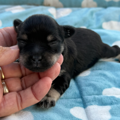 Male schnauzer puppy from Lonestar Farms