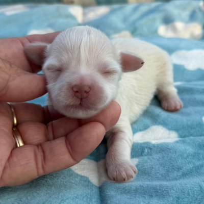 Male schnauzer puppy from Lonestar Farms