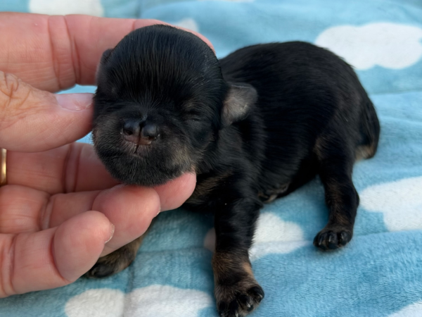 Schnauzer puppy