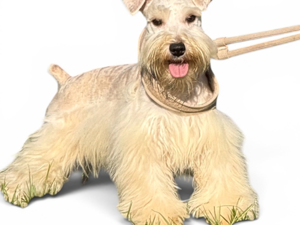 Heidi and Hero schnauzer puppies