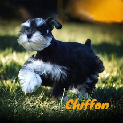 Chiffon — Lonestar Farms Black & Silver Phantom schnauzer