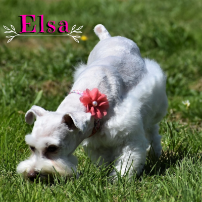 Elsa — Lonestar Farms White schnauzer