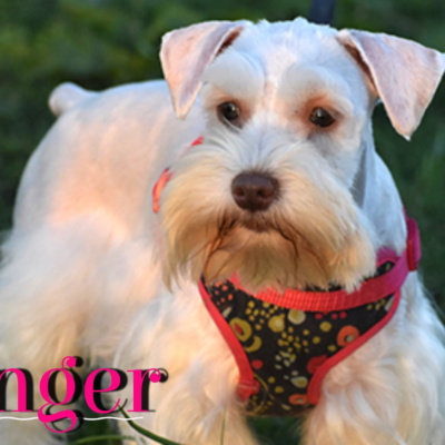 Ginger — Lonestar Farms Wheaton schnauzer