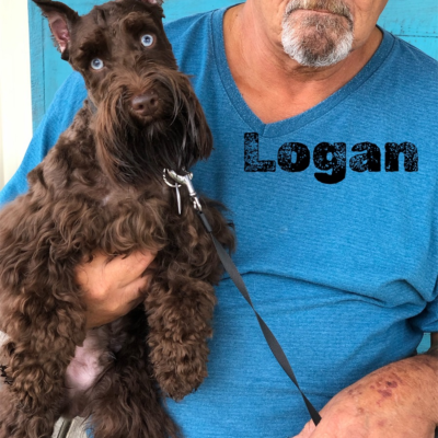 Logan — Lonestar Farms Liver with Blue Eyes schnauzer