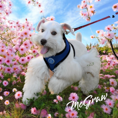 McGraw — Lonestar Farms Creamy / Sable schnauzer