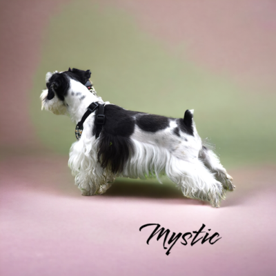 Mystic — Lonestar Farms Black Parti with Red Markings schnauzer