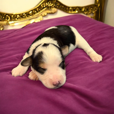 Black parti male with red markings