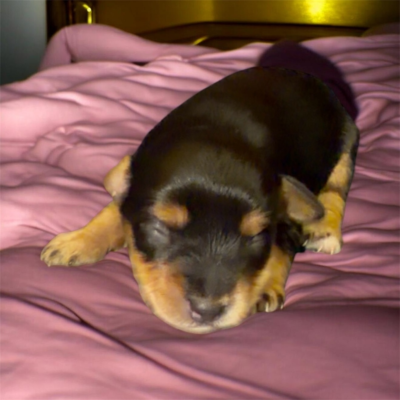 Black male with red markings 