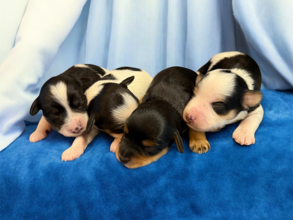 Posh and Hero schnauzer puppies
