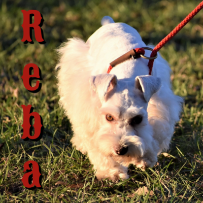 Reba — Lonestar Farms Creamy Wheaton schnauzer