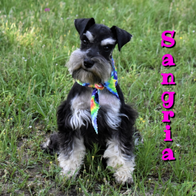Sangria — Lonestar Farms Black & Silver schnauzer