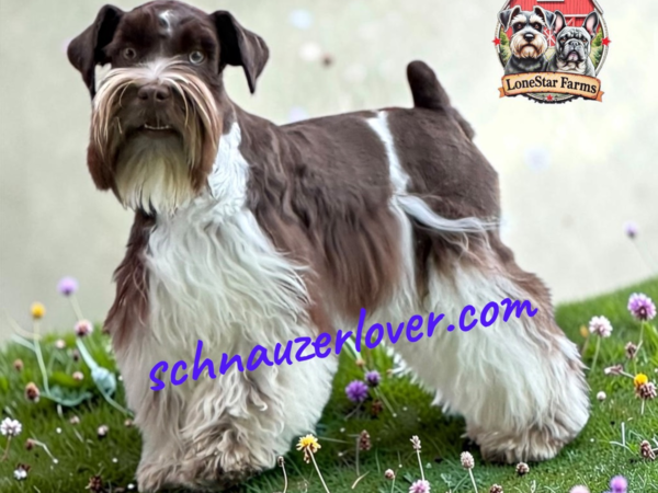 Sky and Dually schnauzer puppies