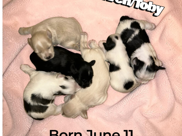 Raven and Toby schnauzer puppies