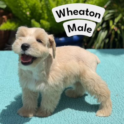 Wheaton Male