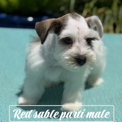 Red Sable Parti Male